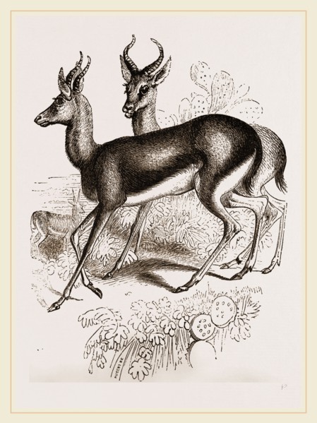 Ariel Gazelle