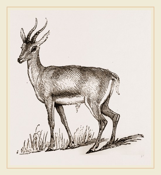 Ariel Gazelle
