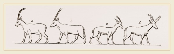 Animals from Egyptian sculptures