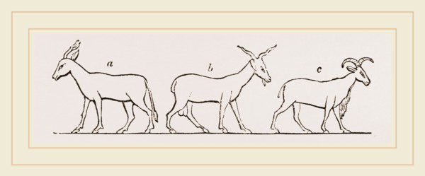 Animals from Egyptian sculptures