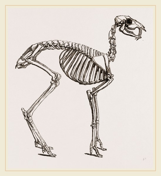 Skeleton of Musk-Deer
