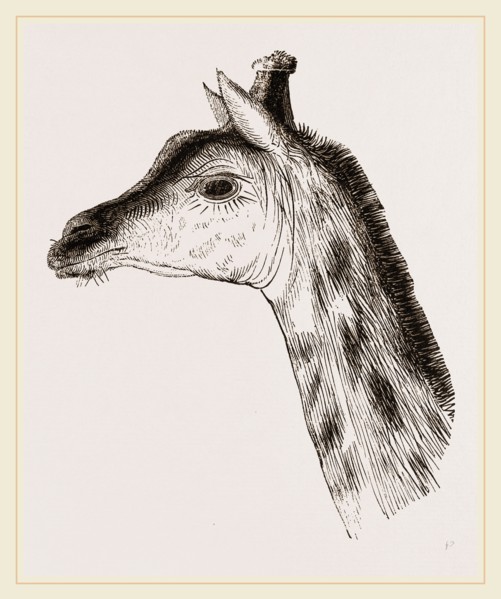 Head of Giraffe