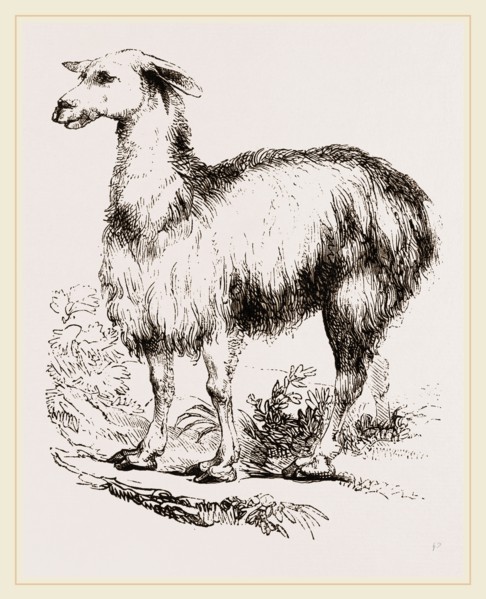 Tame Llama white