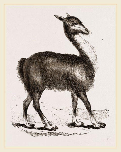 Guanaco