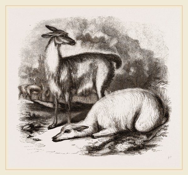 Guanaco and Tame White Llama