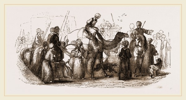 Malefactor paraded on Camel