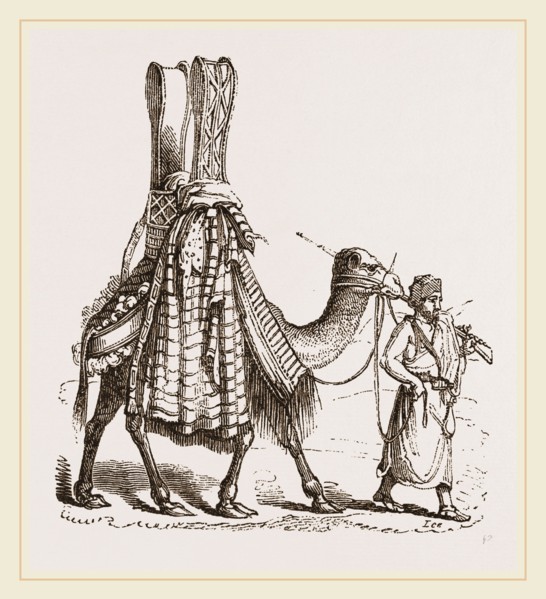 Camel carrying a Bride