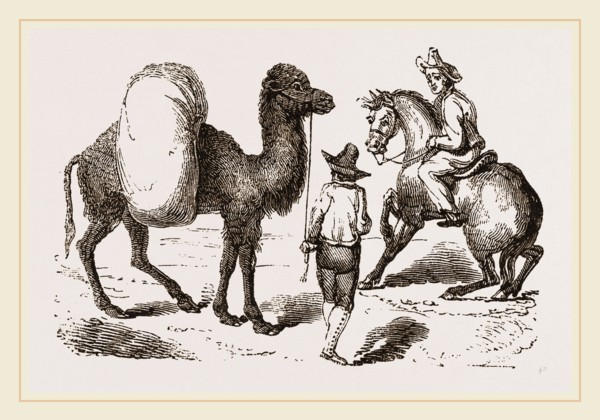 Camel and Horse