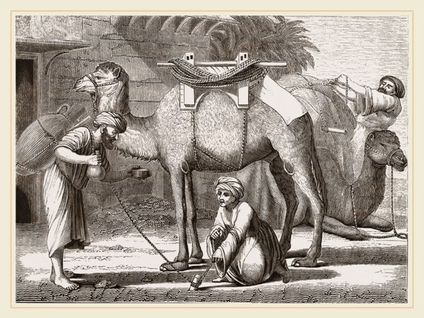Loading the Camel