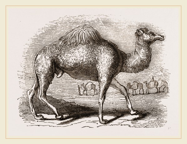 Camel