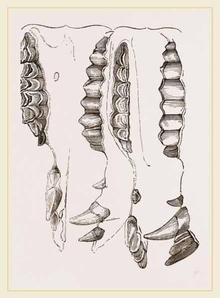 Teeth of Camel