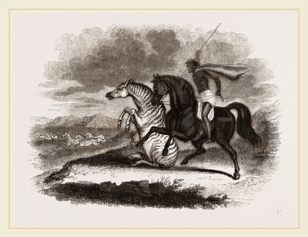 Burchell's Zebra