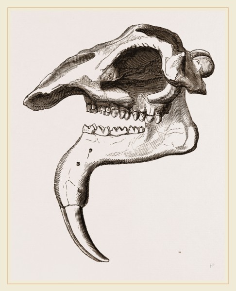 Skull of Dinotherium