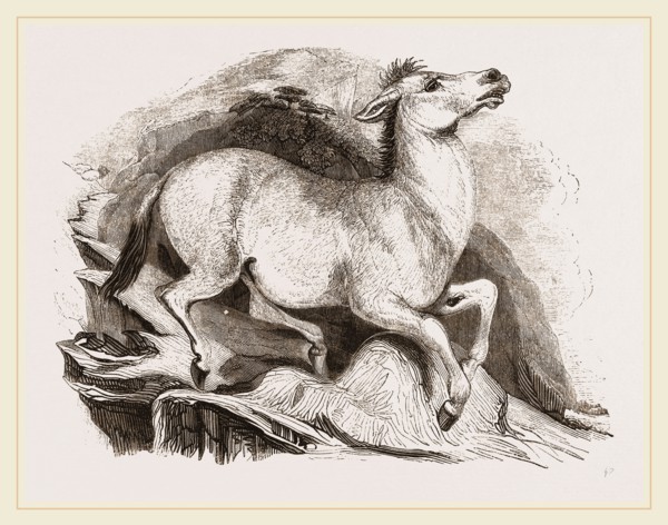 Mule
