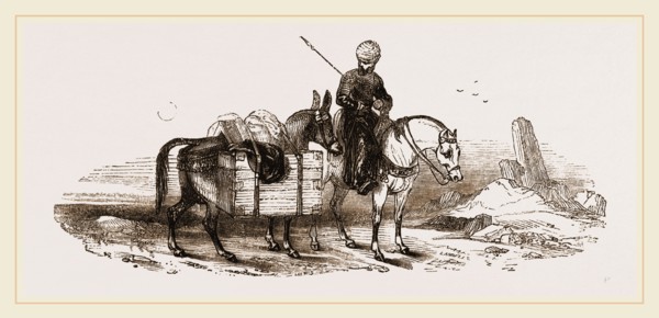 Mule