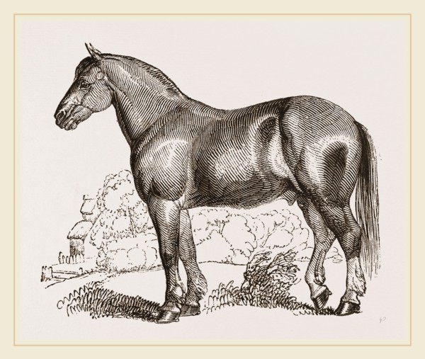 English cart Horse