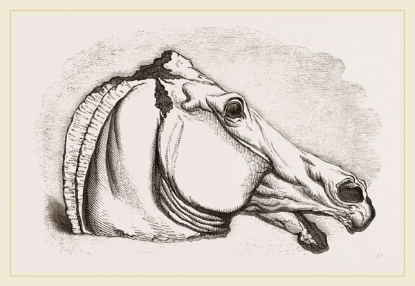 Horse's Head