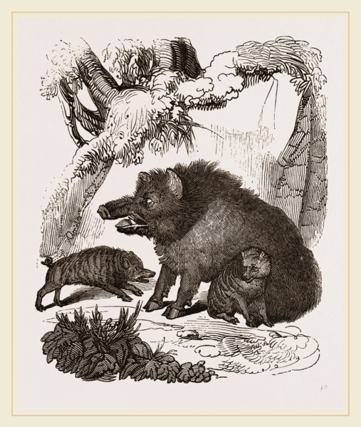 Female Wild Hog and Young