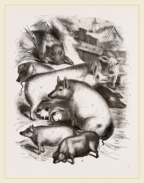 Group of Domestic Hogs