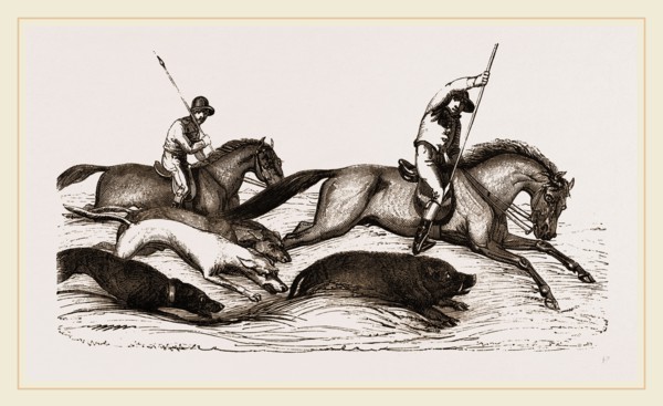 Boar-hunting in India