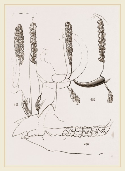 Teeth of Babiroussa