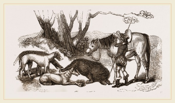 Boar Hunt