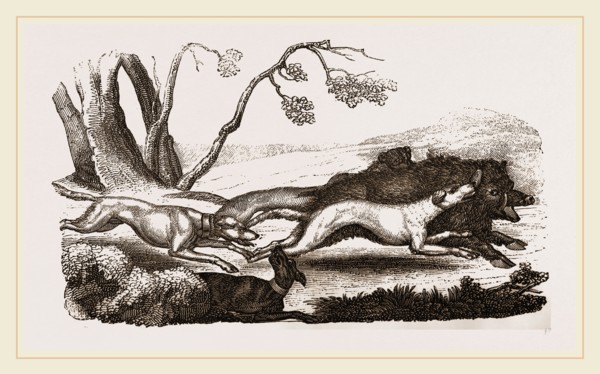 Boar-hunt
