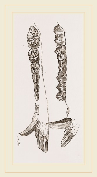 Teeth of the Hog