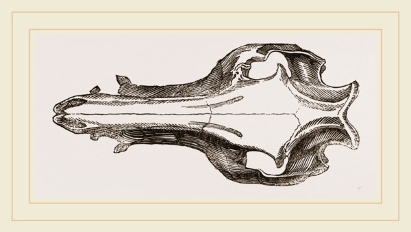 Skull of the Hog
