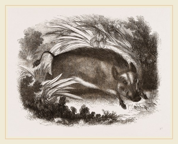 Wild Boar
