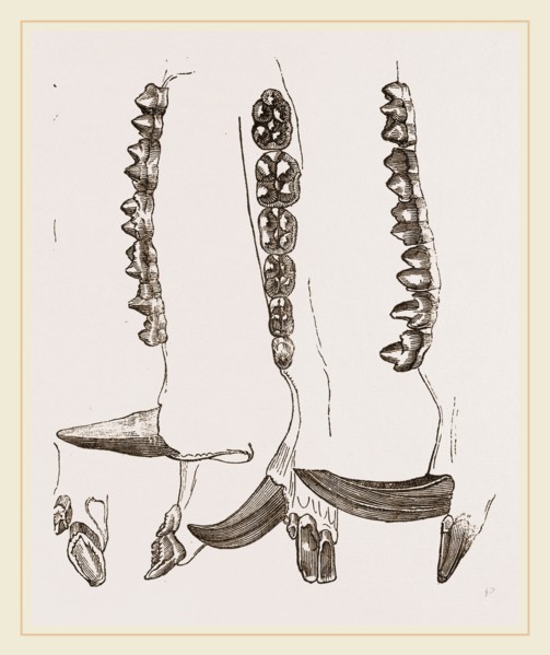 Teeth of Collared Peccary