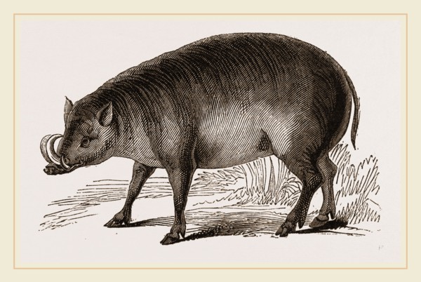 Babiroussa