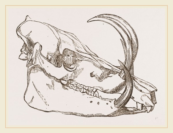 Skull o f Babiroussa