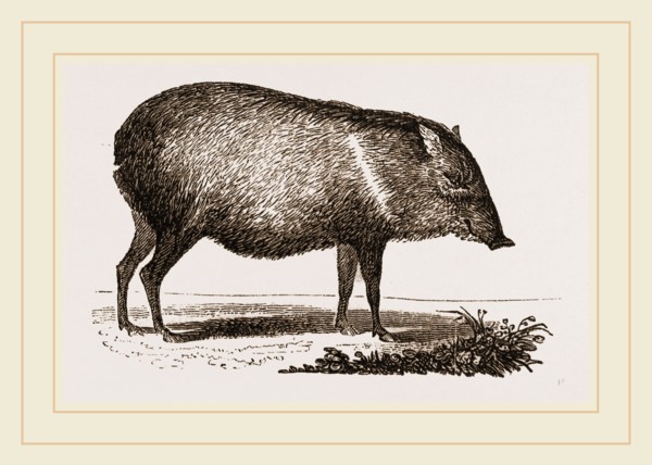 Collared Peccar