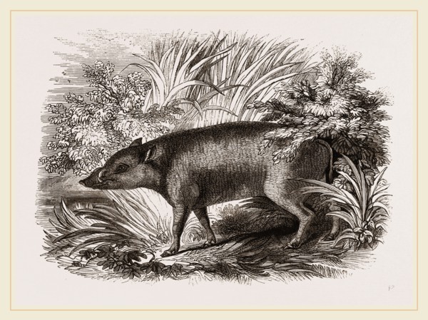 Babiroussa
