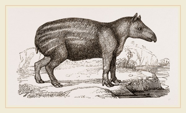 Young Tapir