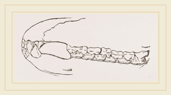 Teeth of Sumatran Tapir