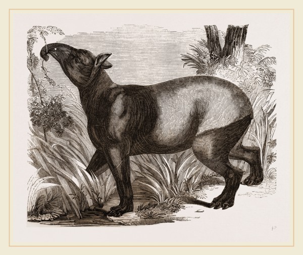 Indian Tapir