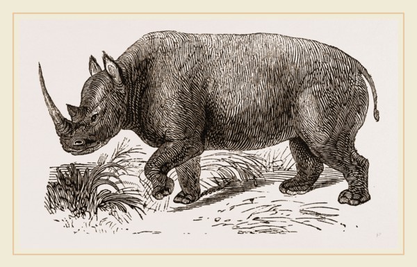 Two-horned Rhinoceros