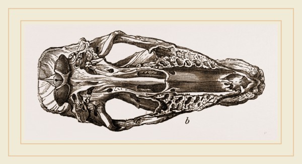 Skull of Fossil Rhinoceros