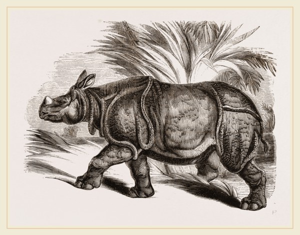 Indian Rhinoceros