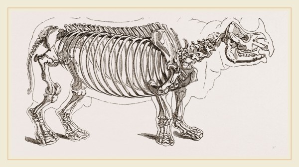 Skeleton of Rhinoceros