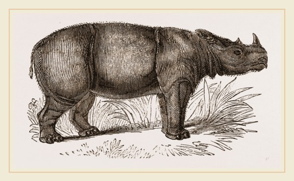 Sumatran Rhinoceros