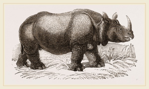 Rhinoceros