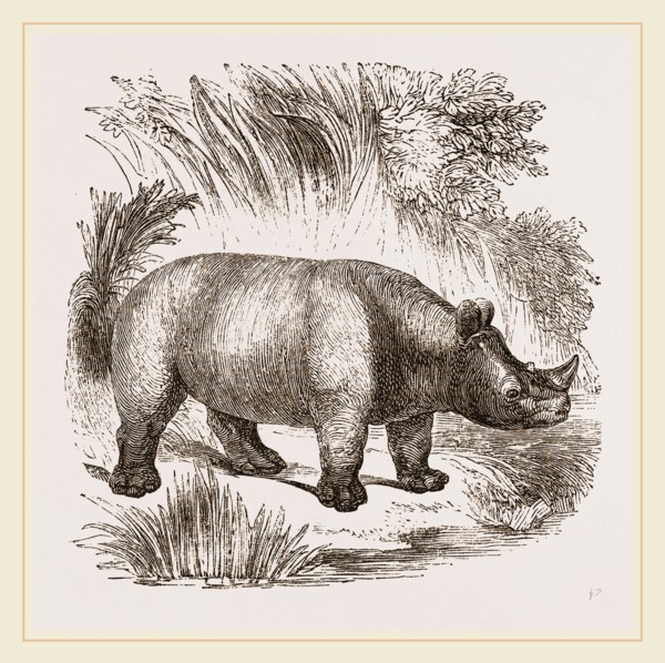 African Rhinoceros