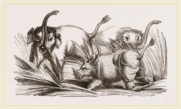 Elephant attacked by a Rhinoceros