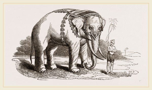 White Elephant of Ava