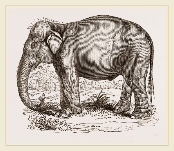 Indian Elephant