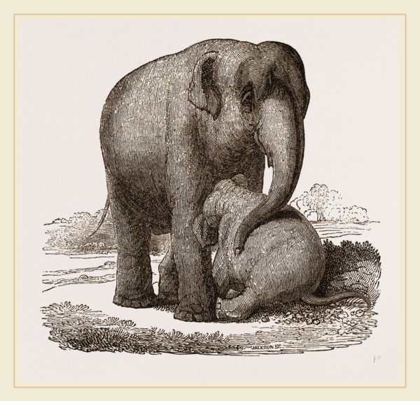 Young Elephant suckling