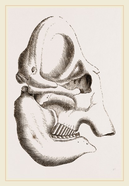 Skull of Indian Elephant